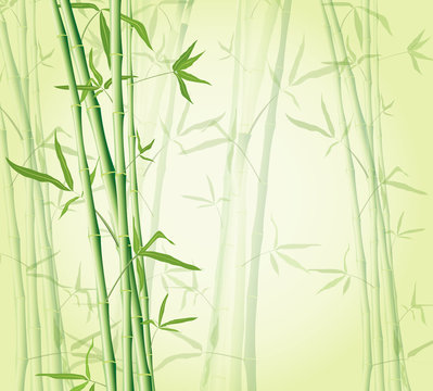 bamboo forest background © Sergii Mostovyi