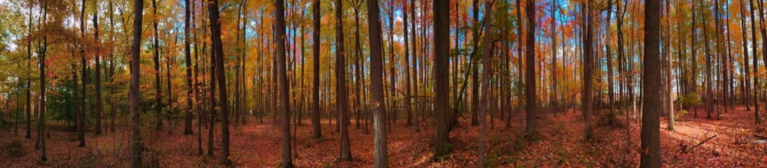Into the Witches Woods