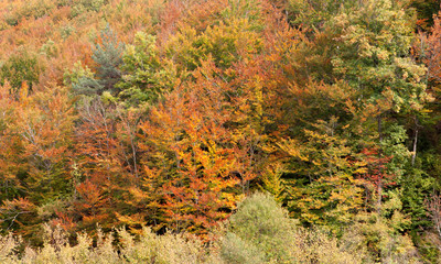 Forest full of colors beech