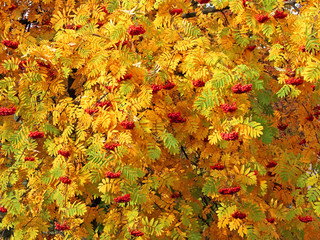 Red sorbus bunches among autumn leaves