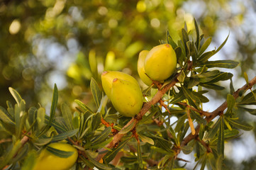 Beautiful green Argan fruits (nuts) on a branch of an Argan tree (Argania spinosa). Photo was taken near Agadir, Morocco.