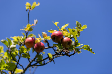 Apfel Duo