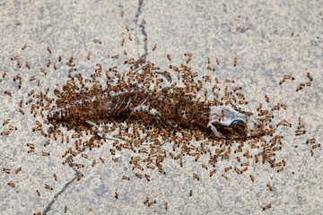 the herd ants are eating carrion of lizard on cement floor