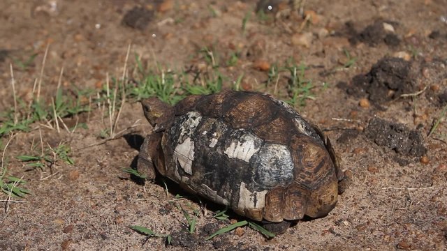 Tortoise with partially burnt shell 