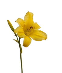 Yellow Daylily (hemerocallis) on a white background