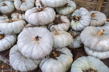 White pumpkings wonder