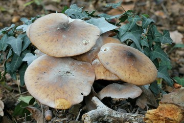 Mushrooms