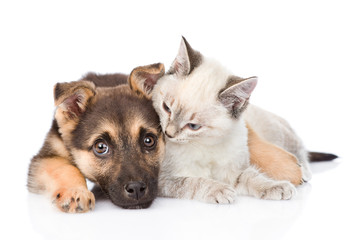 mixed breed dog embracing small cat. isolated on white backgroun