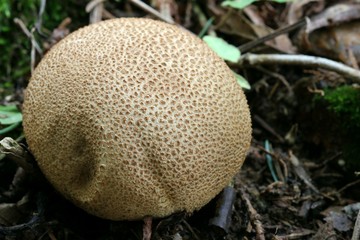 Mushroom