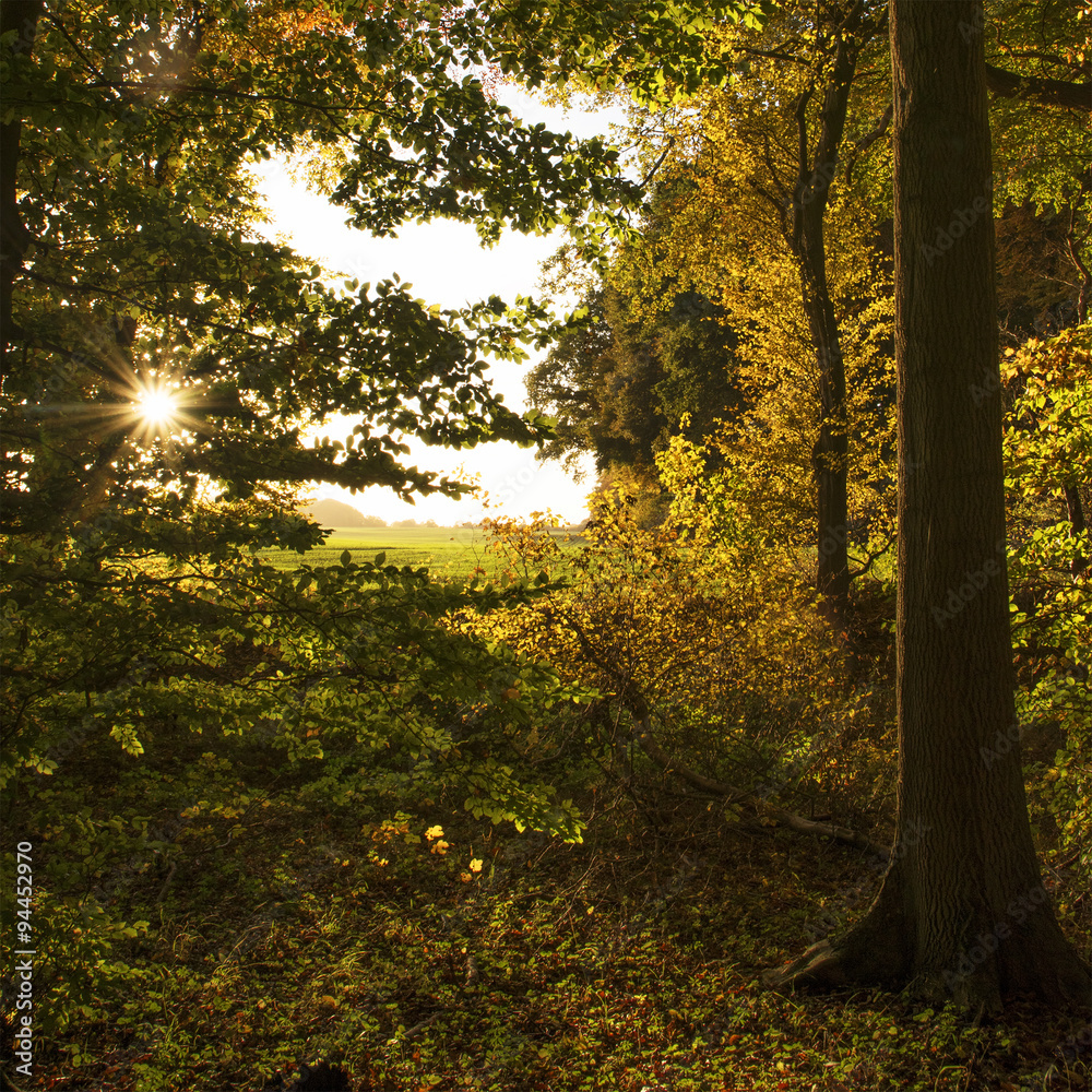 Wall mural forest edge in autumn with a view over a field on a sunny late a