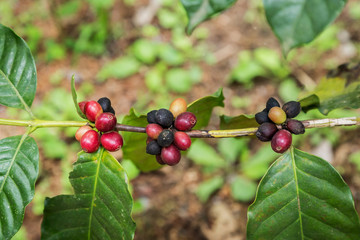close up coffee beans on branch