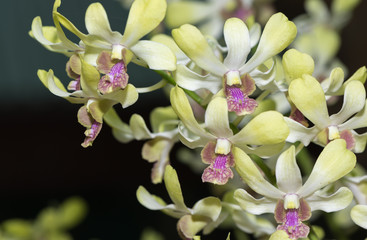 hybrid white and green dendrobium orchid flower