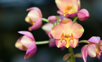 orange Spathoglottis orchid flower
