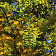 spreading crown of a tree in the woods