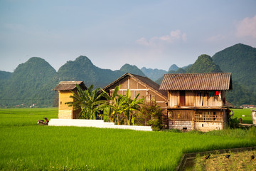 The House in the rice field at vietnam