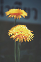 Naklejka premium Gerbera flowers