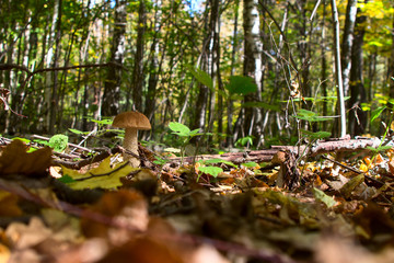 boletus edulis in the forest