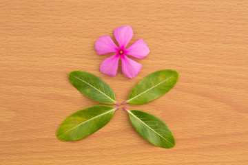 Pink flower with green leaf
