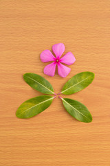 Pink flower with green leaf