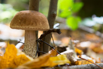 boletus edulis in the forest
