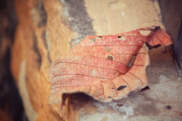 Dried leaves