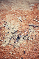 ants nest