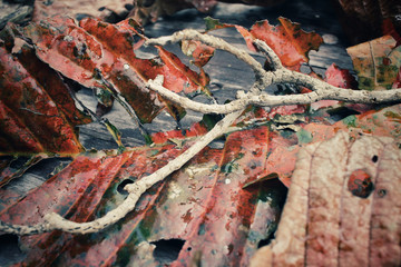 Tree branch on dried leaves