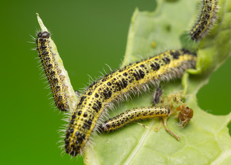 Large white butterfly, Pieris brassicae larva feeding on cabbage