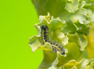 Large white butterfly, Pieris brassicae larva feeding on cabbage