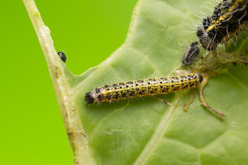 Large white butterfly, Pieris brassicae larva feeding on cabbage