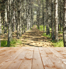Fototapeta premium Beautiful forest. Nature background