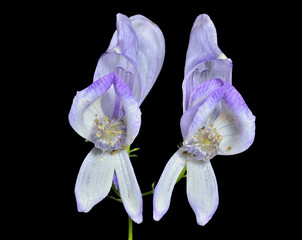 Flowers (Aconitum taigicola) 12