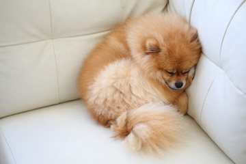 pomeranian dog cute pets sleeping on white leather sofa