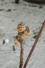 Hermit crabs