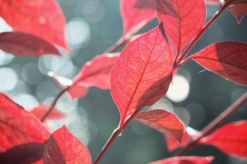 Red leaves in autumn