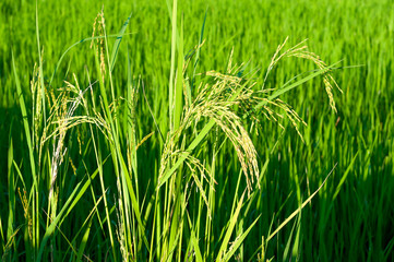 Paddy produce grain in rainy season in warm light, Thailand