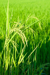 Obraz premium Paddy produce grain in rainy season in warm light, Thailand