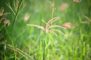 Vintage spring flowers