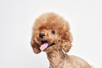 Poodle puppy white background