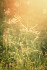 Vintage spring flowers