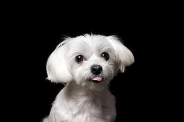 Maltese in front of a black background