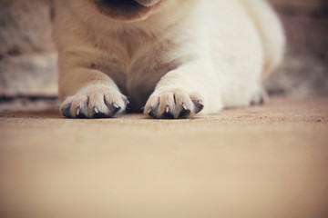 Feet of labrador puppy dog