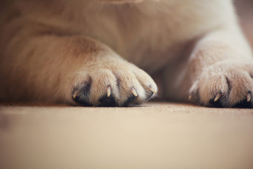 Feet of labrador puppy dog