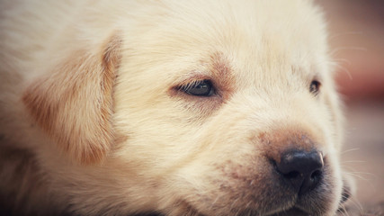 Labrador puppy dog