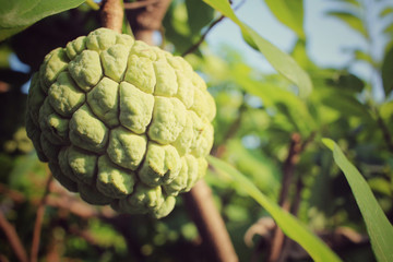 Sugar apple on tree