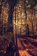 Herbstwald dunkel 