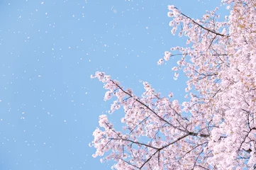 Crédence de cuisine en verre imprimé Fleur de cerisier Sakura ciel bleu