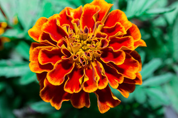 orange Marigolds (Tagetes erecta, Mexican marigold, Aztec marigold, African marigold) in the garden

