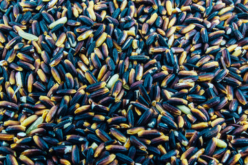 Black Purple Rice Background