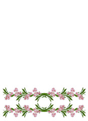 carnation isolated on white background